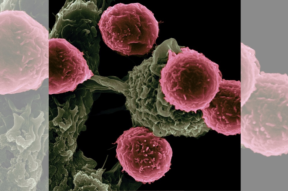 Подробнее о статье Публикацию ученых из России и Бельгии о ферроптозе признали лучшей по иммунотерапии рака