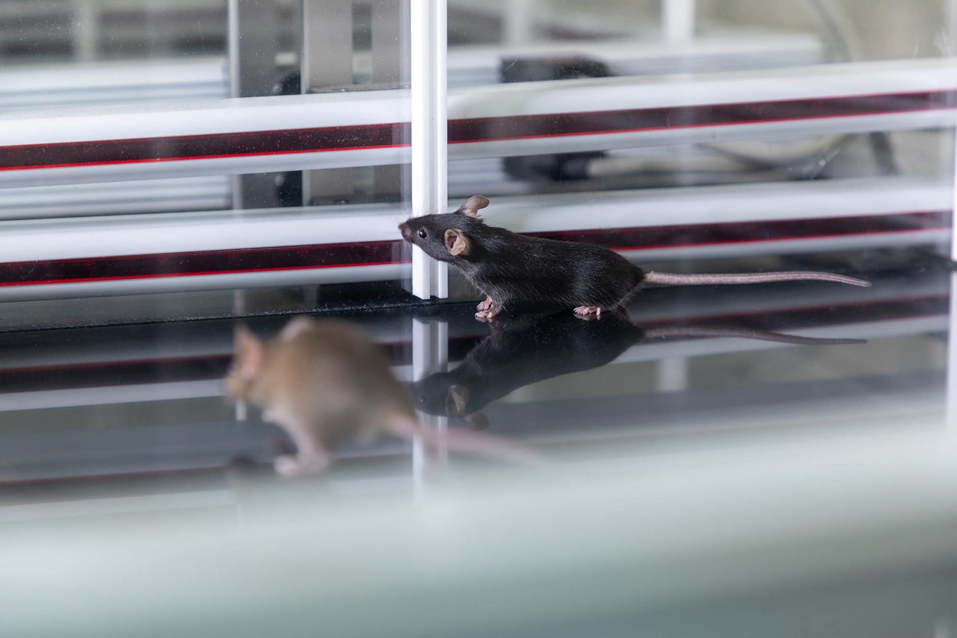 Новая линия мышей от нейробиологов ННГУ поможет в борьбе с эпилепсией